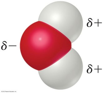 Ball-and-stick model of water showing partial charges
