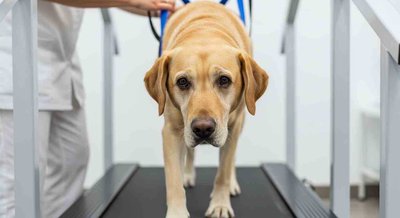 Example of a veterinary research study on arthritis treatment in dogs
