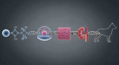 Hierarchical levels of biological organization: a chemical molecule, a cell, tissue, an organ (kidney), and a dog.