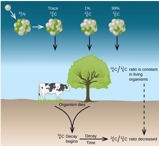 Radiocarbon dating process and C-14/C-12 ratio
