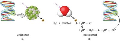 Direct and indirect effects of ionizing radiation on DNA