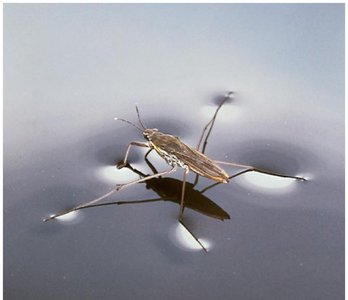 Water strider on water surface due to surface tension
