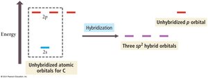 Formation of sp2 hybrid orbitals