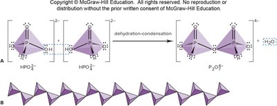 Formation of polyphosphates by dehydration-condensation