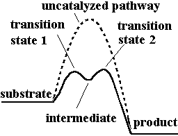 Catalytic triad of chymotrypsin