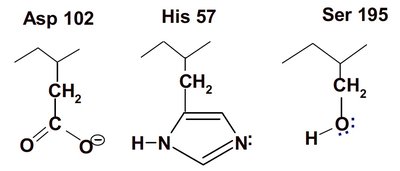 Oxyanion hole stabilizes transition state