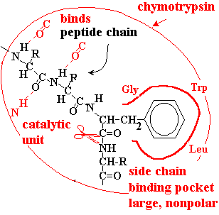 Chymotrypsin binding pocket and substrate orientation