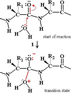 Peptide hydrolysis transition state formation