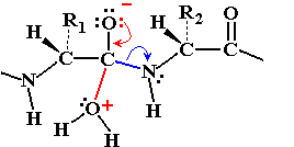 Peptide hydrolysis transition state breakdown