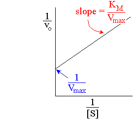 Lineweaver-Burk plot for enzyme kinetics