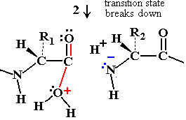 Peptide hydrolysis product formation