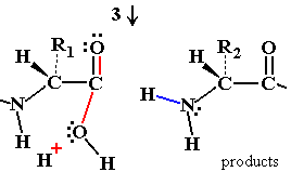 Oxyanion transition state