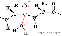 Return to initial state in peptide hydrolysis
