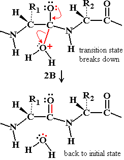 Reaction energy profile with and without enzyme