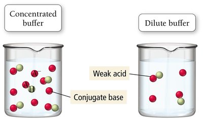 Comparison of concentrated and dilute buffers