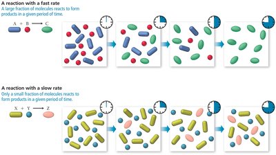 Fast and slow reaction rates