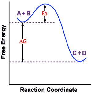 Reaction coordinate diagram: ΔG and Ea