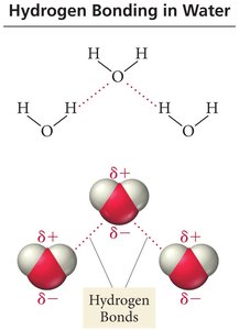 Hydrogen Bonding in Water