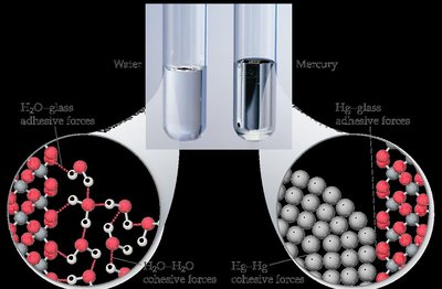 Capillary Action: Water vs Mercury
