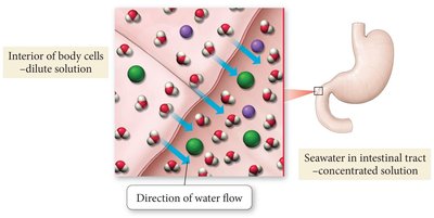 Osmosis: water flow from cells to seawater