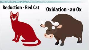 Mnemonic for oxidation and reduction: Red Cat (reduction at cathode), An Ox (oxidation at anode)