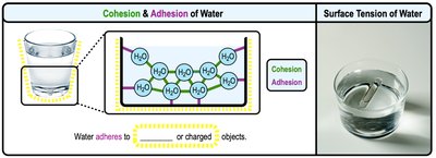 Cohesion, adhesion, and surface tension of water