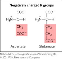Structures of negatively charged amino acids