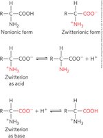 Acid-base forms of amino acids and zwitterion formation