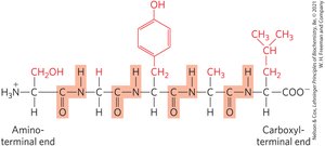 Peptide chain showing N-terminal and C-terminal