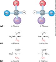 L- and D- stereoisomers of alanine