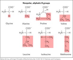 Structures of nonpolar, aliphatic amino acids