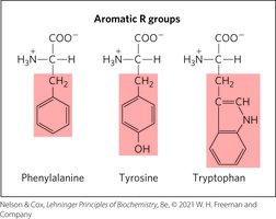 Structures of aromatic amino acids