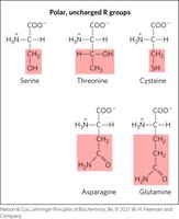Structures of polar, uncharged amino acids
