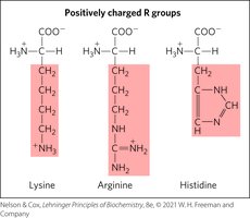 Structures of positively charged amino acids