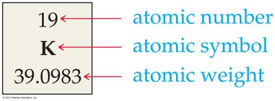 Atomic number, symbol, and atomic weight for potassium