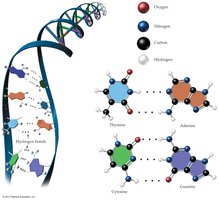 Hydrogen bonding in DNA