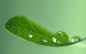 Surface tension: water droplet on leaf