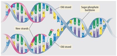 DNA structure showing hydrogen bonds