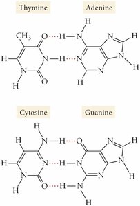 Hydrogen bonding between DNA bases