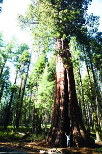 A giant sequoia tree, illustrating the transport of water to great heights via intermolecular forces in water.