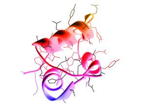 Three-dimensional structure of a protein, illustrating the role of hydrogen bonding in maintaining protein shape.