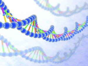 DNA double helix, showing hydrogen bonds between complementary bases.