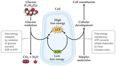 Coupling of ATP hydrolysis and cellular processes