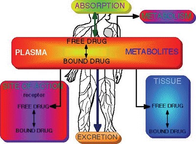 ADME processes in pharmacokinetics