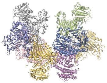Structure of glucose-6-phosphate dehydrogenase enzyme
