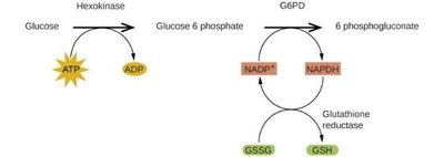 Pentose phosphate pathway catalyzed by G6PD