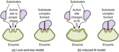 Lock-and-key and induced fit models of enzyme activity