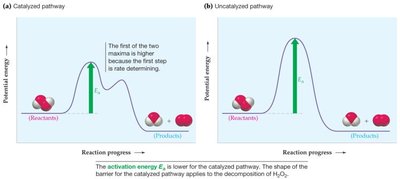 Catalyzed vs. uncatalyzed energy diagram