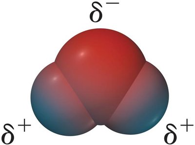 Charge distribution in water molecule