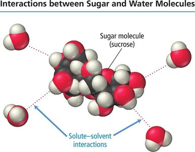 Interactions between sugar and water molecules